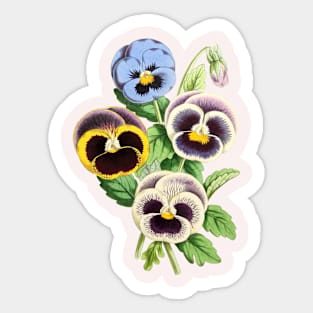 Pansies Flowers Vintage Botanical Illustration Sticker